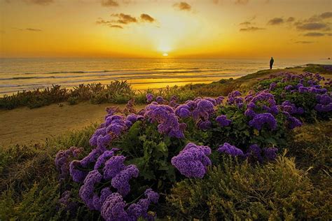 Coastal Flowers At Sunset Sea Dunes Coast Beautiful Beach Purple