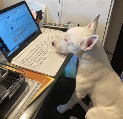 15 Pictures That Prove Bull Terriers Are Perfect Weirdos Page 5 Of 5