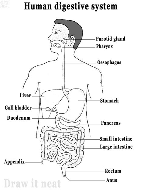 Labelled Diagram Of Human Digestive System - DRAW IT NEAT : How to draw human digestive system
