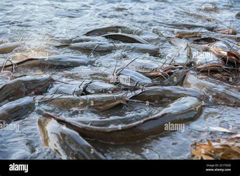 Group Of African Sharptooth Catfish Clarias Gariepinus Stock Photo Alamy