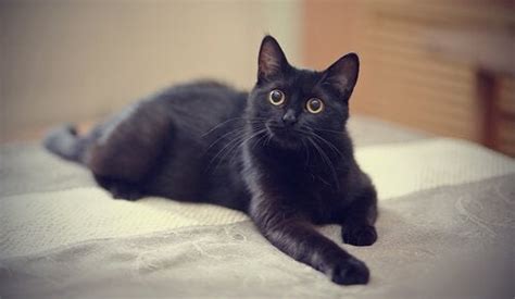 Black Cats Interesting Myths About Them My Animals