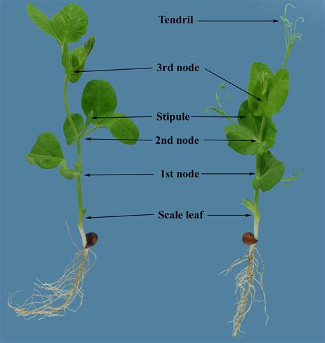 Pea Growth Stages