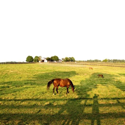 Horses Grazing In Field Stock Photo Image Of Brown Gazing 11069250