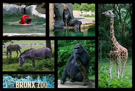 The challenge encourages nominated participants to film. Redefining the Face Of Beauty : TOP 10 ZOOS IN AMERICA!