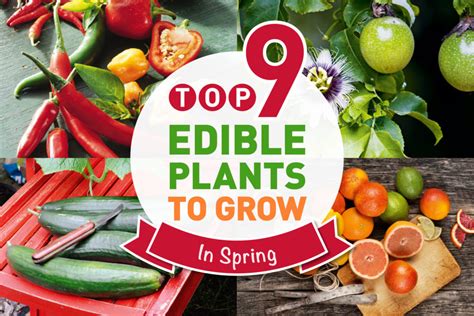 However, along with edible flowers, and edible fruit flowers, there are also some words of caution that go with this and common sense prevails. Top 9 edible plants to grow in spring - Australian ...