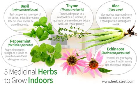 5 Medicinal Herbs To Grow Indoors Herbazest
