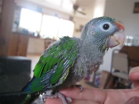 Half Moon Conure Facts Care As Pets Housing Images