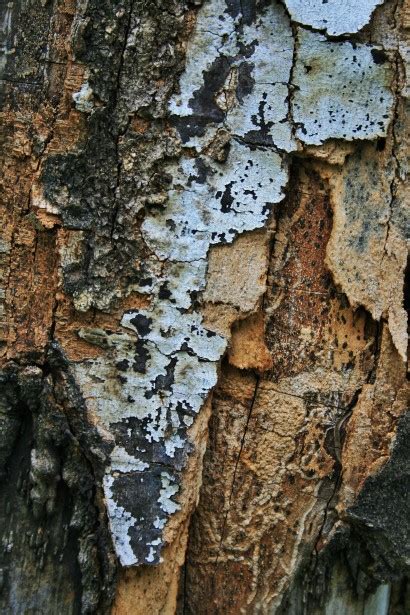Tree Trunk With Dead Bark Free Stock Photo Public Domain Pictures