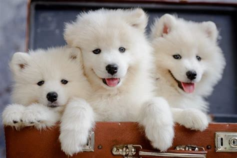 10 Incredible Samoyed Facts A Z Animals