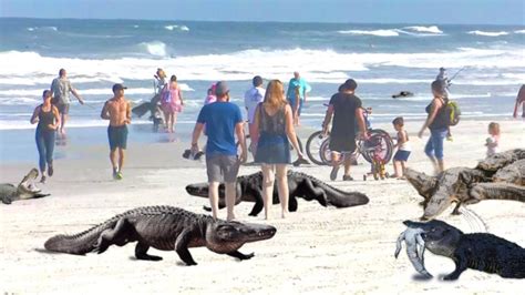 Hundreds Of Thousands Of Gators Flood Fl Beaches As Gov Lifts