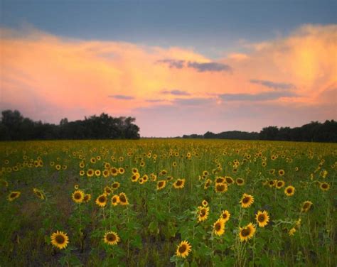 Common Sunflower Field Near Flint Hills National Wildlife Refuge