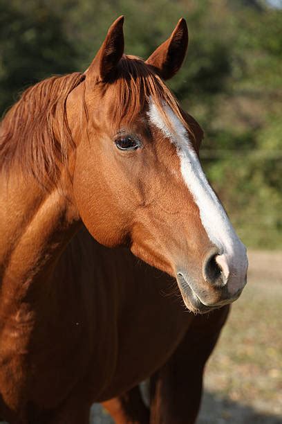 Chestnut Quarter Horse Portrait Stock Photos Pictures And Royalty Free