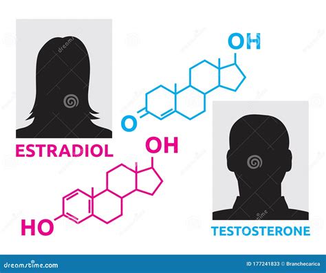Sex Hormones Laboratory Symbol Hormone Estrogen Testosterone Chemical
