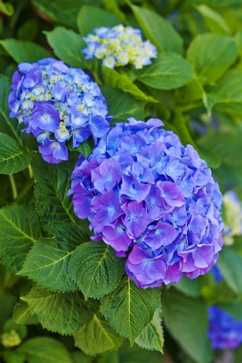 These shade perennials will brighten any dark corner of your garden, including the spots where the sun doesn't reach. These Are The Flowers That'll Thrive in Your Shady Yard ...