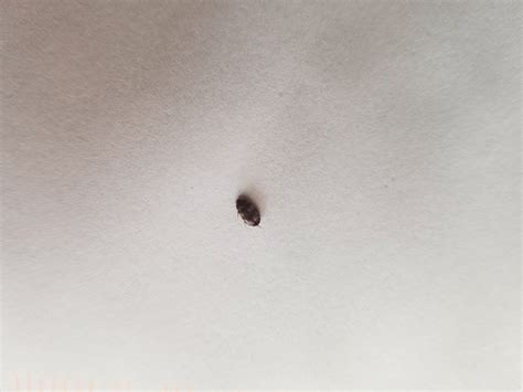 Incredible Small Gray Bugs In House 2022 Octopussgardencafe