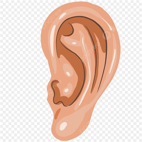 Human Ears Png Transparent Yellow Human Ear Illustration Ear Clipart