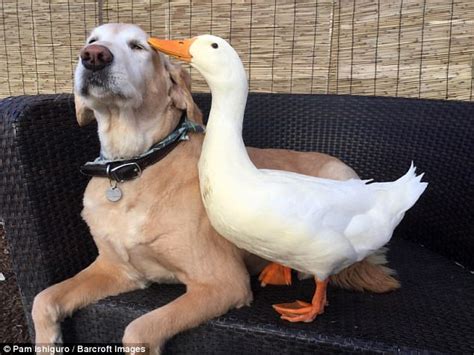 Odd Couple Inseparable Dog And Duck Prove Friends Dont Have To Be