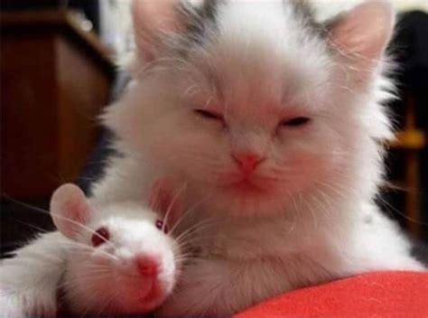 19 Cat And Mouse Friends Examples That Will Make You Believe In Love Again