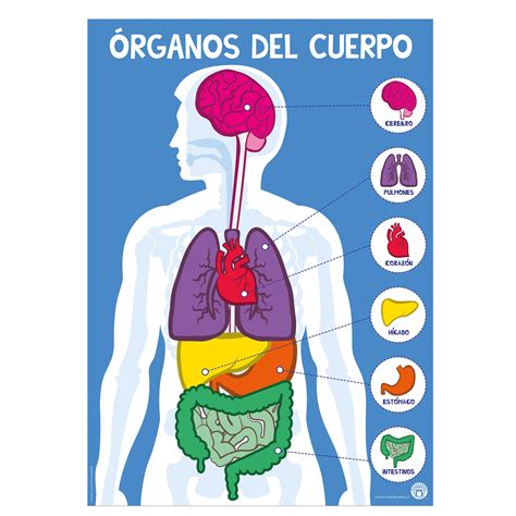 Sintético 101 Foto Organos Mas Importantes Del Cuerpo Humano Alta