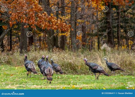 Free Range Turkeys In A Autumn Woods Stock Image Image Of Flock