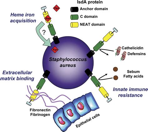Staphylococcus Aureus A Blemish On Skin Immunity Cell Host Microbe