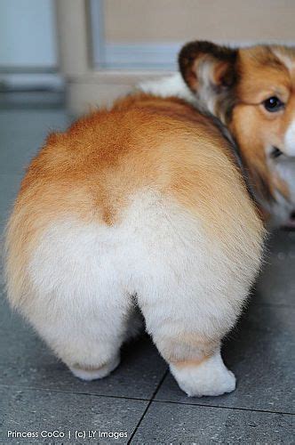 Fun Fact Corgi Butts In Japan Are Called Momo Because They Resemble Peaches Corgi Butts