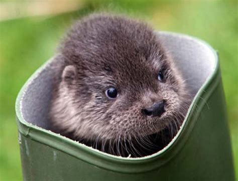 Taronga western plains zoo in dubbo, nsw has unveiled the newest additions to their family: Baby Otters: One Of The Cutest Creatures On Land And Sea ...