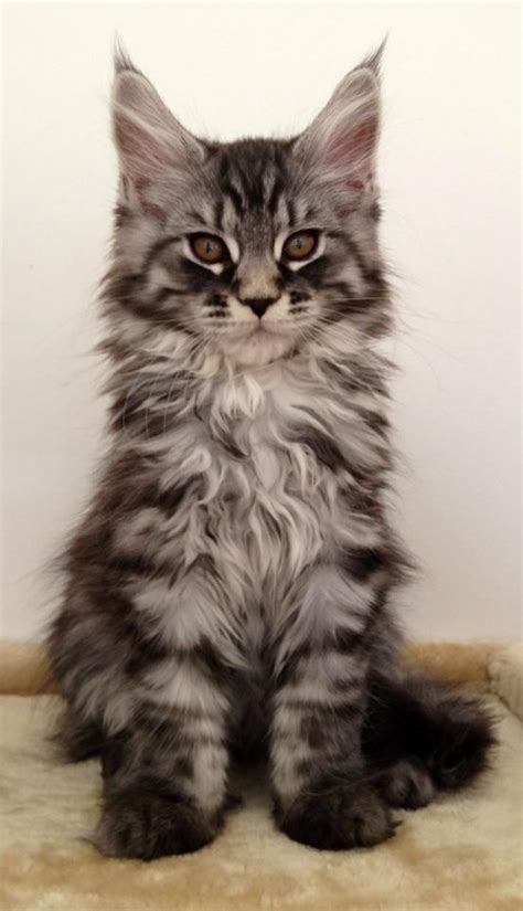 A maine coon breeder located in michigan. Pin on Maine Coon