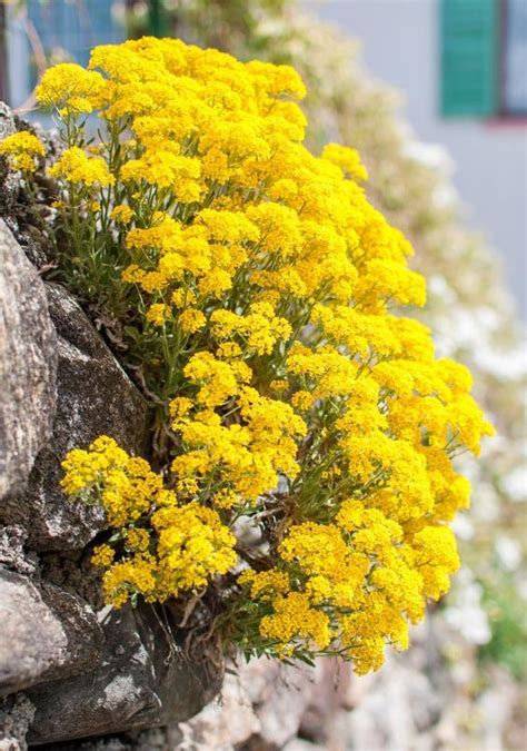 Alpine plants, suitable for rock garden planting, typically do best in high altitudes. 100 Best Rock Garden Plants in The World - Home and Gardens