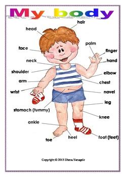 body poster  classroom  effective teaching aids tpt
