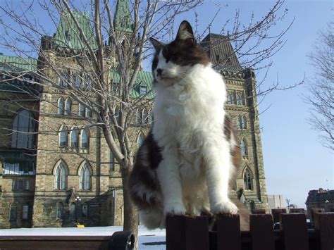 Fluffy Leader Of The Parliament Cats And Often Dubbed The Cat Prime