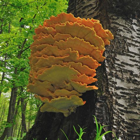 Chicken Of The Woods Gastro Obscura