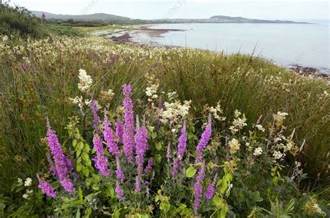 Coastal Wildflower Meadow Scotland Stock Image C0025773 Science