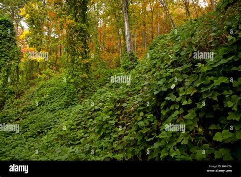 Kudzu Autumn Cherokee National Forest Tennessee Stock Photo Alamy