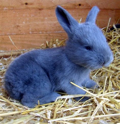 American Rabbit Complete Breed Guide And Top Facts