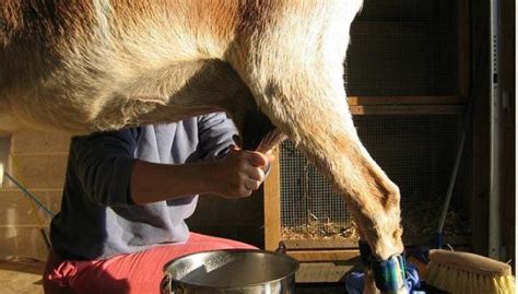 How To Milk A Goat