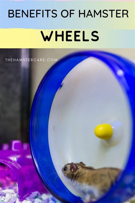 Why Do Hamsters Run On Wheels Hamster Care Pet Health Care Hamster