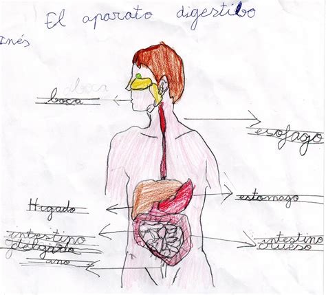 In S Dibujo El Aparato Digestivo Humano