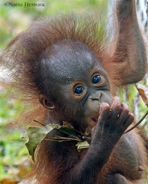 Baby Orangutan Dies At Cameron Park Zoo Government