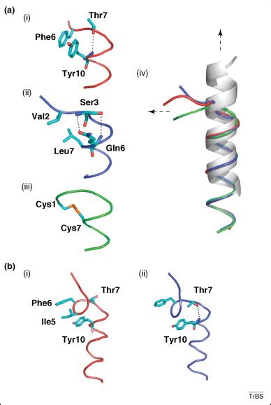 Class B Gpcr Activation Is Ligand Helix Capping The Key Trends In