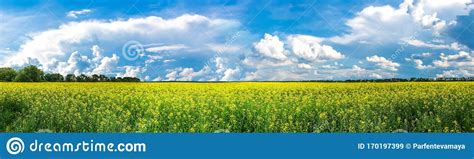 Beauty In Nature Summer Landscape Panoramic View On Canola Flowers Or