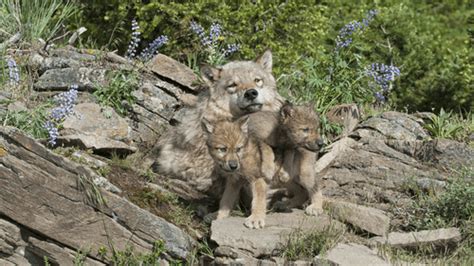 Colorado Welcomes First Native Gray Wolves Since The 1940s As New