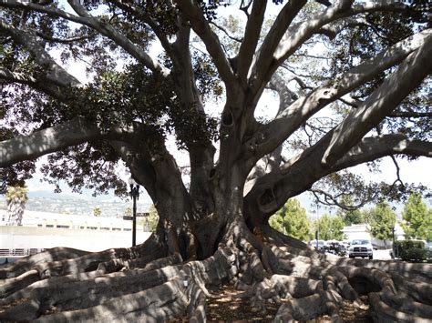 Historic Fig Tree In Santa Barbara Love It Tree Fig Tree Red Wine