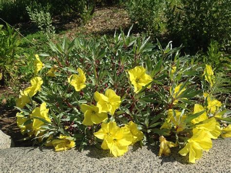 Missouri Evening Primrose Oenothera Macrocarpa Evening Primrose