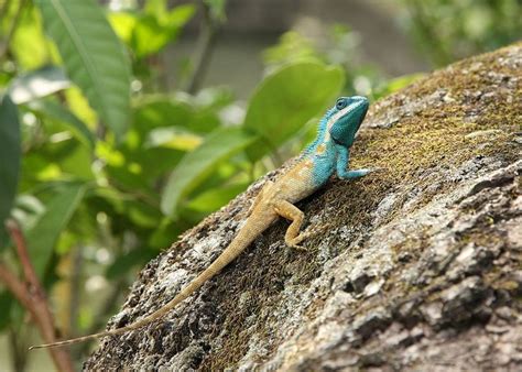 A Blue Crested Lizard Manipur Lizard National Parks