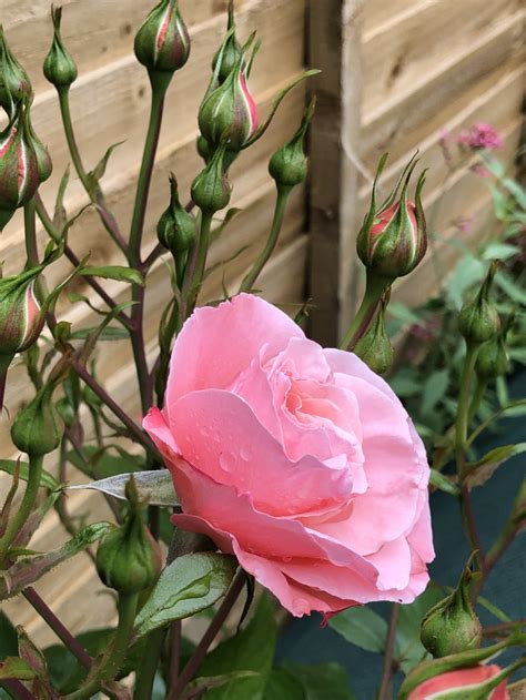 The Rose Season2019 Page 123 — Bbc Gardeners World Magazine