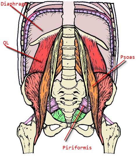 Tightness of the hip flexors. The Role of the Psoas in Walking