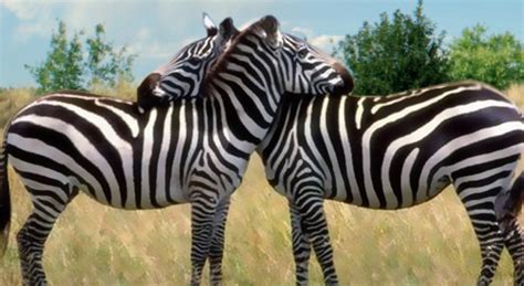 However, their habitat is shrinking, and they're already extinct in two of the countries to which they're native (lesotho and burundi). Where Do Zebras Live, Zebras Habitat