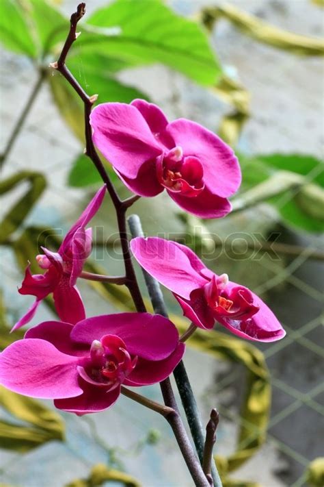 Beautiful Magenta Orchid Flower Macro Stock Image Colourbox