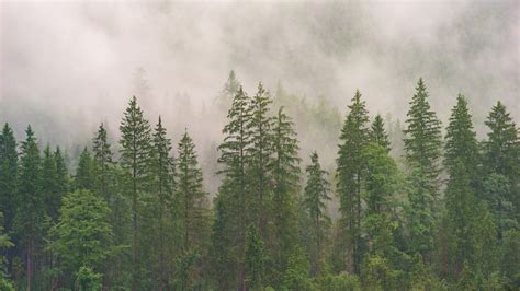 Wallpaper Id 274283 An Evergreen Forest Under A Dense Fog And